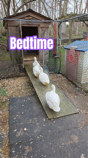 Watch my jumbo Pekin Ducks line up for bed!! 🌙 🌌 😴