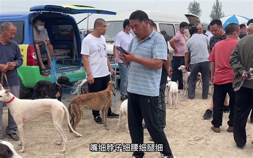 闲逛本地最大狗市，宠物狗一条街，猛犬一条街，猎犬一条街