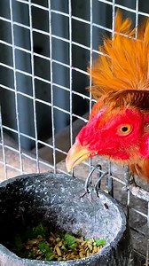 Sáng sớm phải lo cho tụi nó ae xem vui #cho gà ăn @nêu bật | Chuột Lang