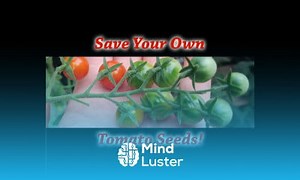 Mind Luster - Learn How To Save Your Own Tomato Seeds