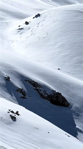 Wild Snowboard Adventures with a Cat