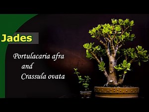 How do you grow Jades? | Bonsai from Crassula & Portulacaria