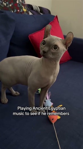 Cat Reacts To Egyptian Sound Trend #egyptian #egyptiancattrend #ancientegypt #catlover #cat