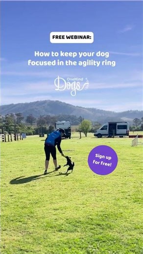 How to keep your dog focused in the agility ring