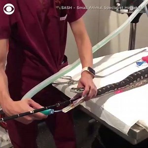 4.8M views · 13K shares | SHOCKING VIDEO: Team of vets pull AN ENTIRE BEACH TOWEL out of a python in Australia – with their bare hands. cbs17.com | CBS 17 | Facebook
