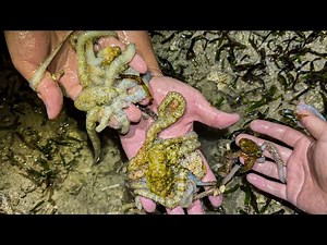 You can catch as many octopuses as you want during this massive outbreak lol