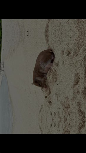 Exploring Pig Island: A Thailand Holiday Adventure