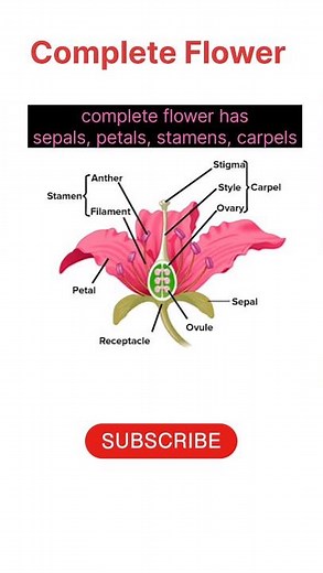 Complete Flower 🌺 | Flower parts | #flowers #biology #botany #science #plants