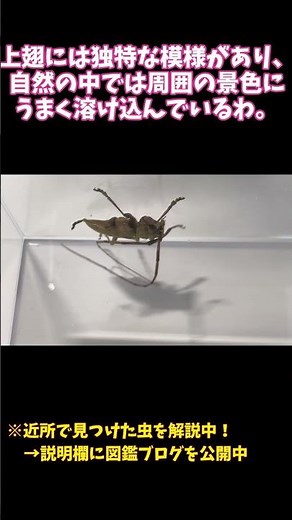 【昆虫図鑑】ヤハズカミキリの特徴と名前の由来