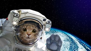 La NASA a reçu une vidéo de chat envoyée depuis l’Espace