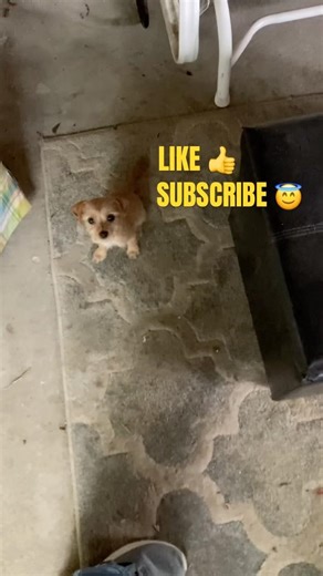 YOU FOUND MY CHANNEL #dogs #dogshirts #doglovers #danawhite #mma #boxing #cute