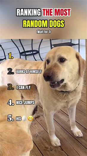 Ranking the Most random dogs😂 #funny #ranking #dogs