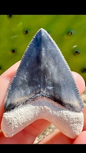 90K views · 1.7K reactions | Gorgeous natural blue juvenile Megalodon...