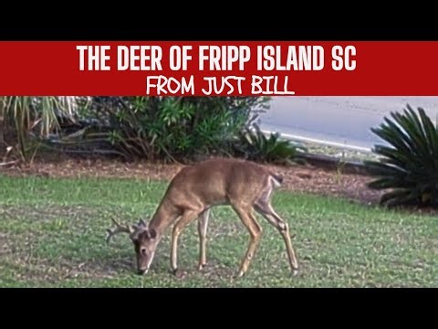 Discover the Majestic Deer of Fripp Island, SC | Nature's Graceful Residents