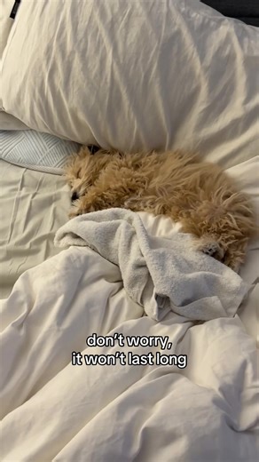 The Joys of Crate Training a Cockapoo Puppy