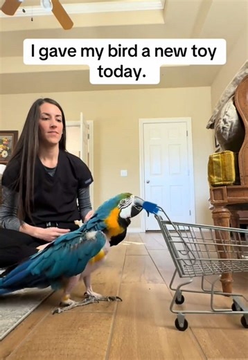 He loves to learn, and I love watching him learn. Louie learns new tricks quickly. He played with this for only a few minutes before figuring out what I wanted him to do with it. Trick training may seem silly, but it strengthens our bond and keeps Louie’s mind working when captivity can be otherwise monotonous. #creatorsearchinsights #exoticpets #pettricks #parrot #macaw #adoptdontshop #rescued