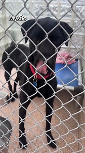 97K views · 3.1K reactions | Tomorrow is the day! All adoption fees for our long-term residents will be waived at our Philadelphia headquarters thanks to Freshpet. These incredible animals have been patiently waiting for their chance at a forever family and we are hoping tomorrow is the day they finally find it. Stop by our shelter any time between 12-6:30pm. -  The Pennsylvania SPCA  350 E Erie Ave., Philadelphia, PA 19134 ⭐️ Kennel #3079 | Pennsylvania SPCA | Facebook