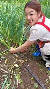 232K views · 723 reactions | The garlic in our field has not grown very much | Harvesting garlic 龍龍 from Farm #garlic #harvest #farming #agriculture #reels #reelsvideoシ | Satyam creater | Facebook