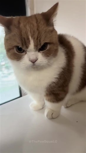 Les chats grognons : Rires et Mignonnerie