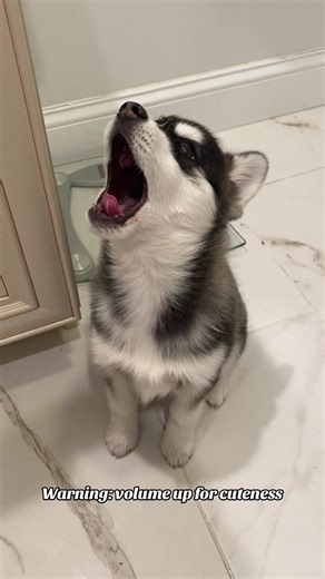 His love language is howling. #pomsky #howling #puppylife #petsoftiktok #cutedog