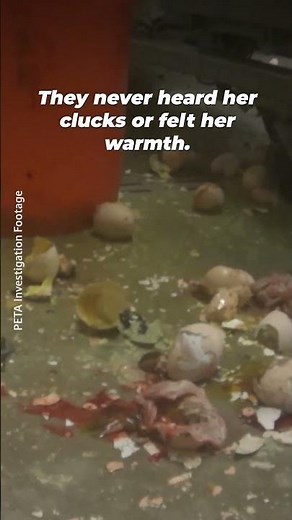 If you're buying "cage-free" eggs, thinking that the chickens were treated kindly, watch this.