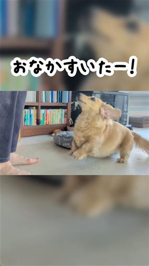 【12歳ダックス】目が見えない愛犬が早朝5時に大騒ぎ…その理由が可愛すぎてママ完敗