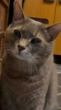 【5月の終わり.. 3回散歩して.. とても一日が長かった日の猫】… #かぜのねこ #保護猫 #ねこ #さっちゃん #cat #風の猫