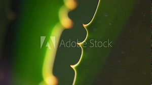 Aloe vera plant with sun rays macro view. Fresh green leaf of aloe plant close up. Botany concept.