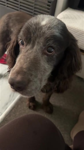 Lady Flame k9 (@ladyflamek9)’s videos with original sound - Lady Flame k9