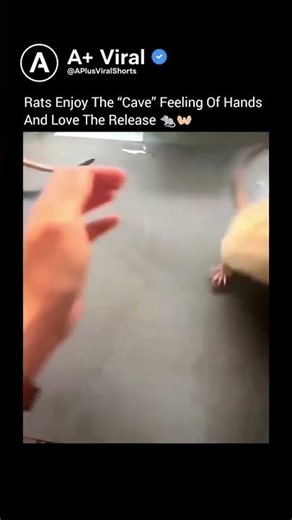 Rats Enjoy The Cave Feeling Of Hands