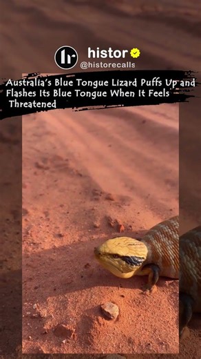 Australia's Blue Tongued Lizard #nature