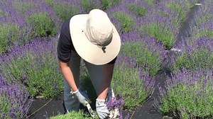 Munstead English Lavender Seedling - Live Perennial Herb Plant for Garden, Culinary & Aromatherapy - Etsy