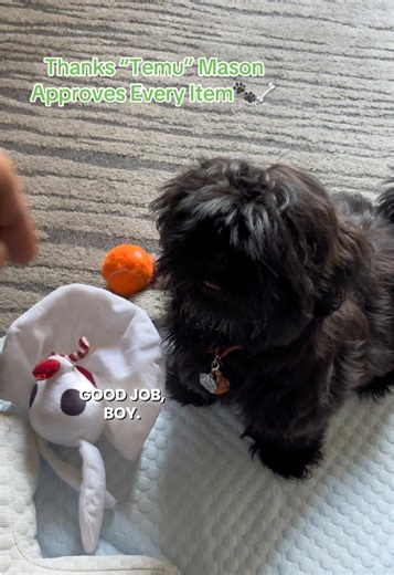 🪩 Flashing my Temu 2026 code! Search code [frc493296] in the Temu app and unlock your spring haul 💰🌸 No matter what you’re into — fashion, home, or gadgets — your favorites are waiting! #puppytoys #shihtzu #temu #temufinds #temucode