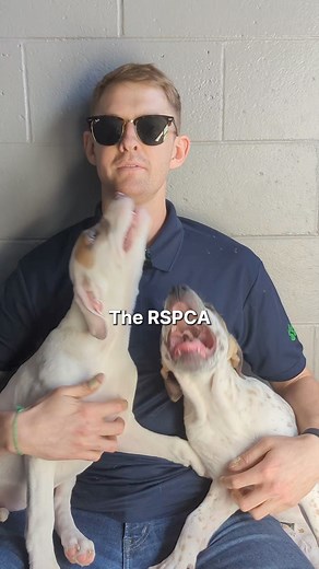 With dogs and puppies available for $0, we hope this helps dispel the most common misconceptions when it comes to adopting from the RSPCA. We think rescue dogs are the best! Some may need a little more time to settle in, but all are worthy of a second chance, a place to call home and most importantly, a loving family to call their own ❤️ www.rspcansw.org/adopt-a-dog For more information regarding the promotion, including all FAQ’s, visit our website: www.rspcansw.org/3T6emjV RON: R251000223 #Sec