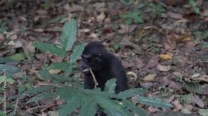 A free, wild monkey (Celebes crested macaque) sitting on the ground in the jungle, eating something. Filmed in slow motion in Sulawesi, Indonesia, within Tangkoko National Park.