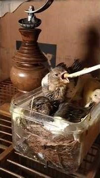 feeding my canary chick