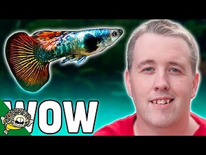 The Best Guppies in the USA!