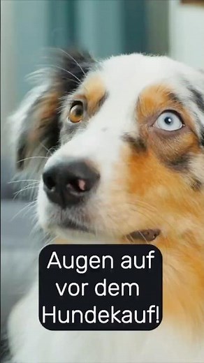Check this out if you're thinking of buying an Australian Shepherd.