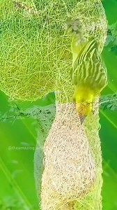 🐦‍⬛🐦🕊️ | Fantastic World