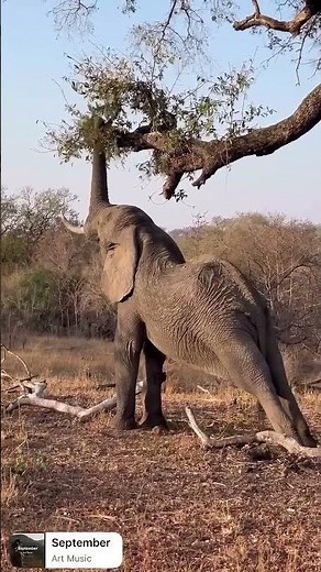 Up close with one of nature’s most incredible tools: the elephant’s trunk.