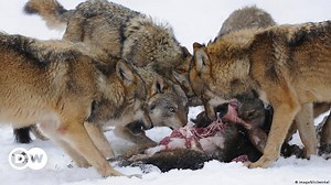 The return of the wolves to Germany
