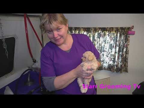 Poodle: Puppy's First Bath, Drying, and Hygienic Shave: Tutorial