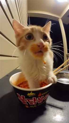 Kitten’s Spicy Ramen Freak-Out 😹🌶️ #squirrel #cat
