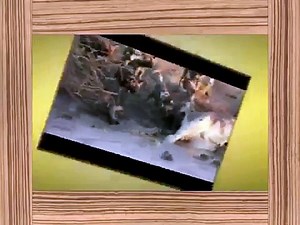 Animal Attack Compilation 15  Only Gruesome!!Wild Animal Attacks, Wild Animal Fights funny animal