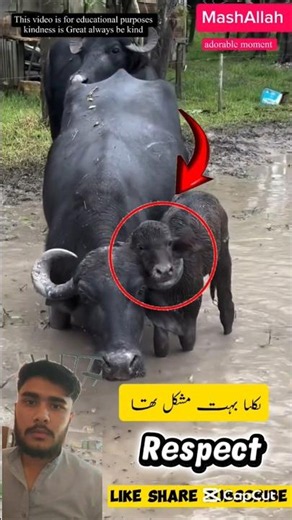 kindness is Great ☝️😱 Respect 😍 #shorts #respect #status #cow #like