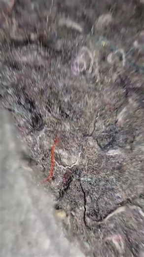 lexus parking assistant module panoramic camera module amplifier module location