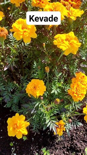 #külistemaja #narva-jõesuu #mere #puhkus #veagles #eesti Narva-Jõesuu linn / Город Нарва-Йыэсуу | Hotel Veagles. Отдых в Эстонии.