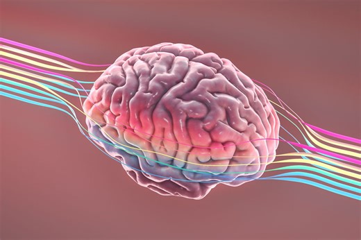 We may finally know how your brain got so big | BBC Science Focus Magazine