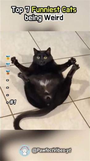 Top 7 Funniest Cats being Weird #funnycats #orangecats #compilation