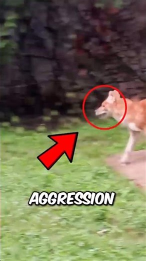 Top 3 Animals Zoos Can’t Keep Alive 😳